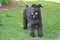 Giant schnauzer female pet going for a walk.