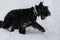 Giant Schnauzer goes on deep snow in winter. There is snow on the wool.