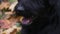 Giant Schnauzer in the park against a blurred background of yellowed fallen leaves. Close up of a dog's face, with a