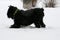 Giant Schnauzer plays in the snow in winter. The dog falls on its front paws