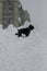 Giant Schnauzer stands on a large snow slide