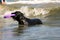 Giant Schnauzer stay in waves in sea with puller