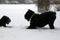 Giant Schnauzers play in the snow in winter. The dog falls on its front paws. Mother invites to the game grown daughter.