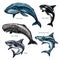 Giant sea animals whale and shark vector icons set