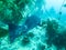 Giant Sea Bass Swimming Through Kelp Forest Close Up