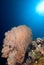 Giant sea fan (Annella mollis)