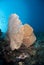 Giant sea fan with tropical Common Lionfish.