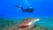 Giant sea turtle and scuba diver