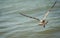 Giant seagull flying over Atlantic Ocean near Key West, Florida  `