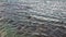 Giant Seal relax and dive on ocean coast of Falkland Islands in Antarctica.