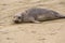 Giant seal resting on beach