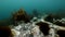 Giant seaweed underwater on background of blue marine in Arctic ocean.