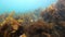 Giant seaweed underwater on background of blue marine in Arctic ocean.