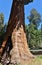 Giant Seqouia trees in Sequoia National Park