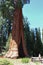 Giant Seqouia trees in Sequoia National Park