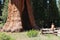 Giant Seqouia trees in Sequoia National Park