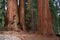 Giant Sequoia