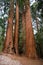 Giant Sequoia