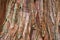 Giant Sequoia Bark Pattern