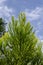 Giant sequoia green leaves and branches. Sequoiadendron giganteum or Sierra redwood needles. Close up. Detail