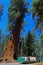 Giant Sequoia Park Tourists