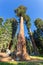 Giant Sequoia redwood trees with blue sky