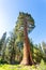 Giant Sequoia redwood trees with blue sky