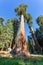 Giant Sequoia redwood trees with blue sky