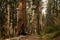 Giant Sequoia Stands Tall Next To Trail Along Tuolumne Grove Road