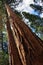 Giant Sequoia Tree