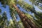 The Giant Sequoia Tree