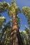 The Giant Sequoia Tree