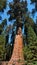 Giant sequoia  tree