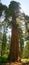 Giant sequoia tree in California, towering above normal trees