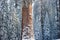 The Giant Sequoia Tree covered in snow