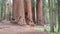 Giant sequoia tree grove in California, USA