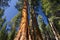Giant Sequoia tree, Mariposa Grove, Yosemite National Park, California, USA