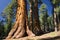 Giant Sequoia tree, Mariposa Grove, Yosemite National Park, California, USA