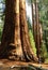 Giant Sequoia tree named General Sherman Tree, MR on file