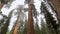 Giant Sequoia Tree in Sequoia National Park,