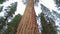 Giant Sequoia Tree in Sequoia National Park,