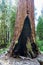 Giant sequoia tree, Sequoiadendron giganteum, with fire scar