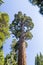 Giant sequoia tree Sequoiadendron giganteum in Sequoia National