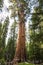 Giant sequoia tree Sequoiadendron giganteum in Sequoia National