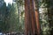 Giant sequoia tree trunks