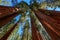 Giant sequoia trees in Sequoia National Park