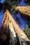 Giant Sequoia Trees, Sequoia National Park, California