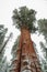 Giant Sequoia Trees Sequoiadendron giganteum, in Sequoia National Park during twinter, USA