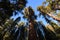 Giant Sequoia trees trunk reach up like dancers to sky