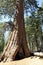 Giant Sequoia Trees - Yosemite